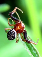 Xysticus lanio