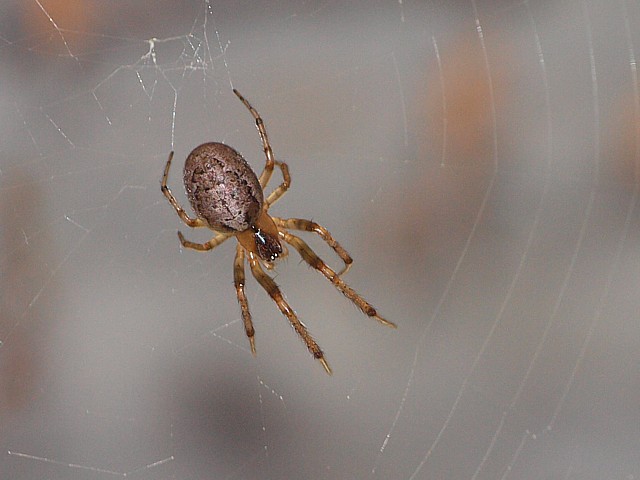 Zygiella x-notata
