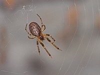 Zygiella, zygiella x-notata