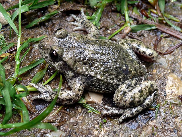 Crapaud accoucheur - alytes obstetricans