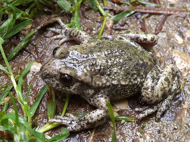 Crapaud accoucheur - alytes  obstetricans