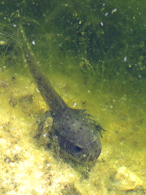 Triton alpestre - triturus alpestris