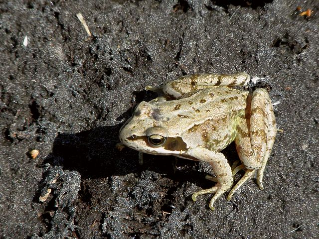 Grenouille agile, rana dalmatina