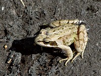 Grenouille agile, rana dalmatina