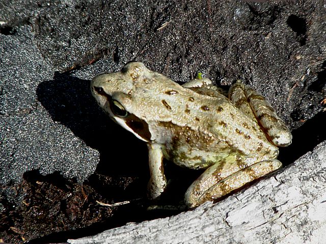 Grenouille agile - rana dalmatina