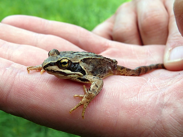 Grenouille agile - rana dalmatina