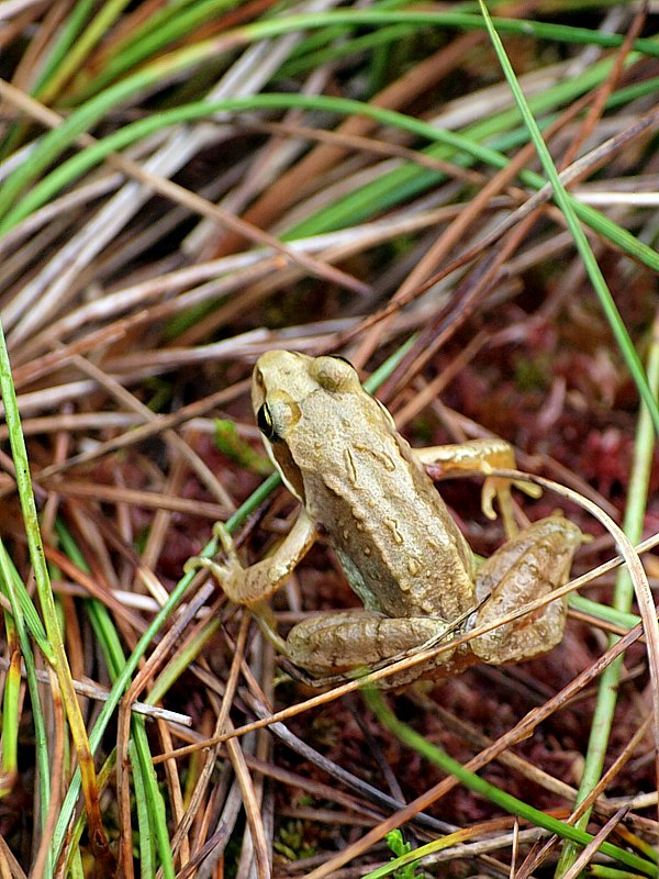 Jeune grenouille agile