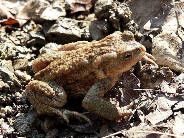 Crapaud commun, bufo bufo