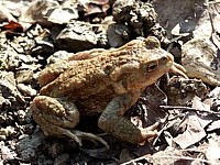 Crapaud commun, bufo bufo