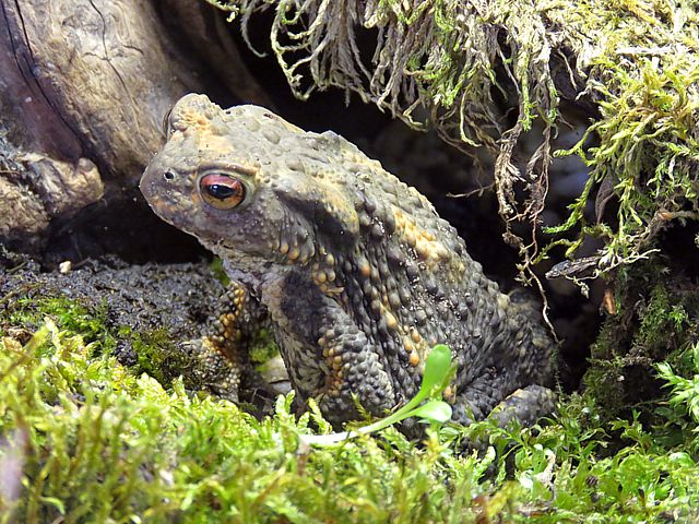 Crapaud commun, bufo bufo