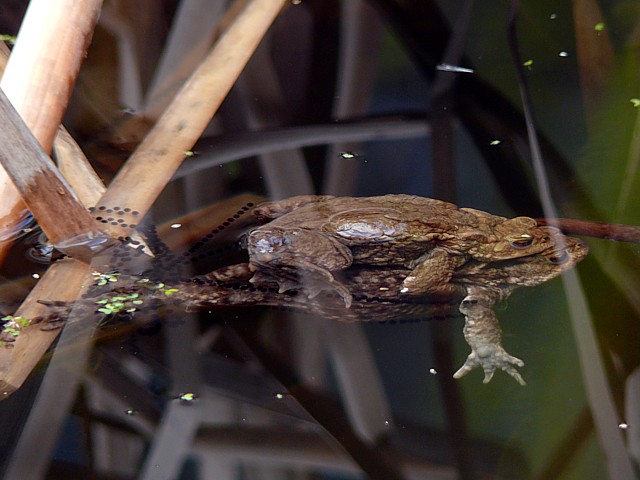 Ponte du crapaud commun