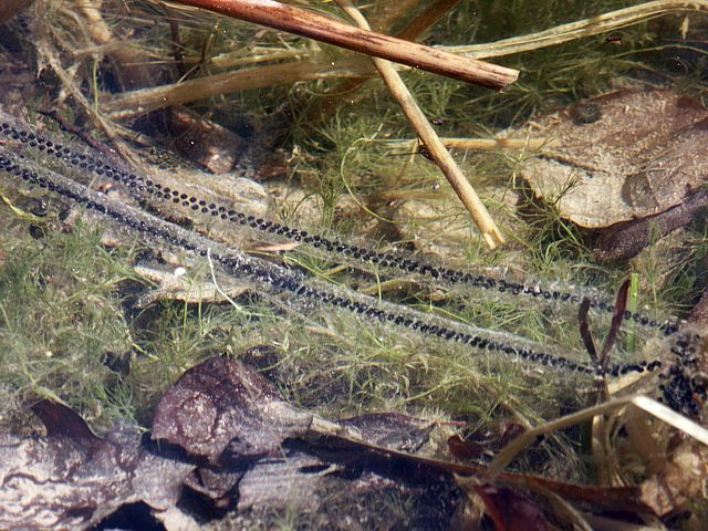 Ponte de crapaud commun