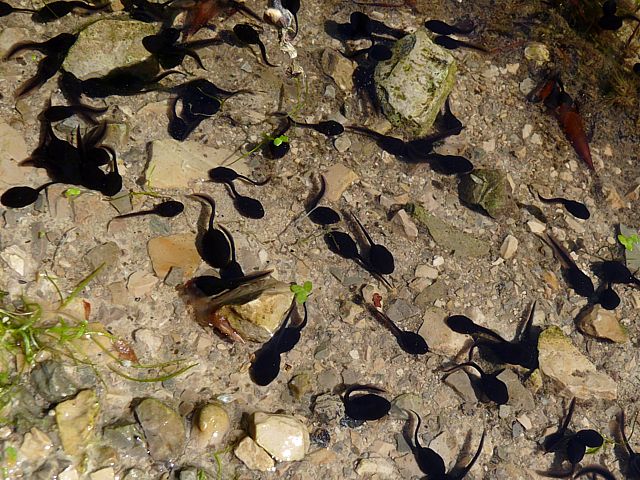 Crapaud commun, ttards