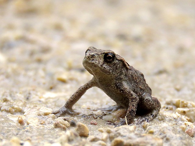 Jeune crapaud commun