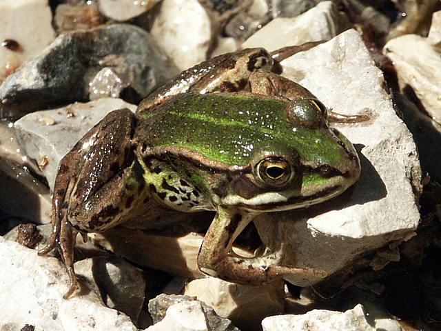 Grenouille verte - rana esculenta