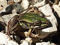 Grenouille verte, rana esculenta