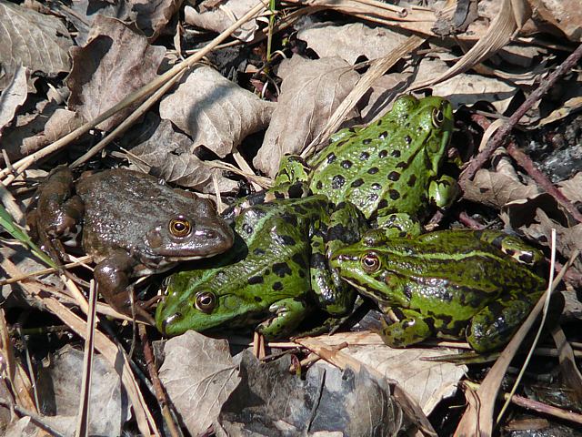 Grenouilles vertes - rana esculenta