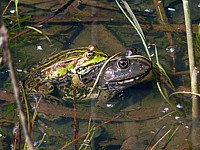 Accouplement de grenouilles vertes