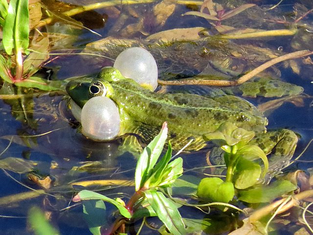 Coassement de grenouille