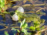 Coassement d'une grenouille