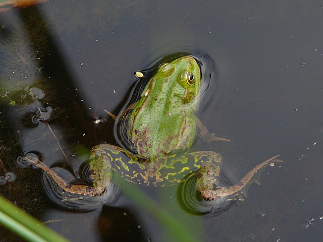 Petite grenouille verte - rana lessonae