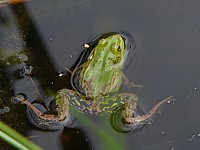 Petite grenouille verte, rana lessonae