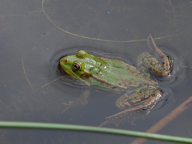 Petite grenouille verte - rana lessonae