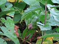 Rainette verte, hyla arborea