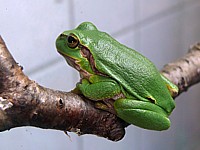 Rainette verte