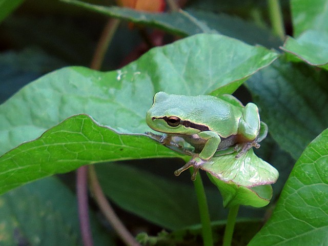 Rainette verte, hyla arborea