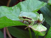 Rainette verte