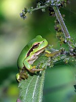 Rainette, hyla arborea