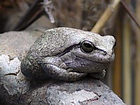 Rainette verte, hyla arborea