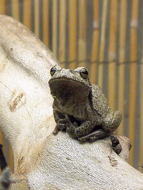 Rainette dans un terrarium