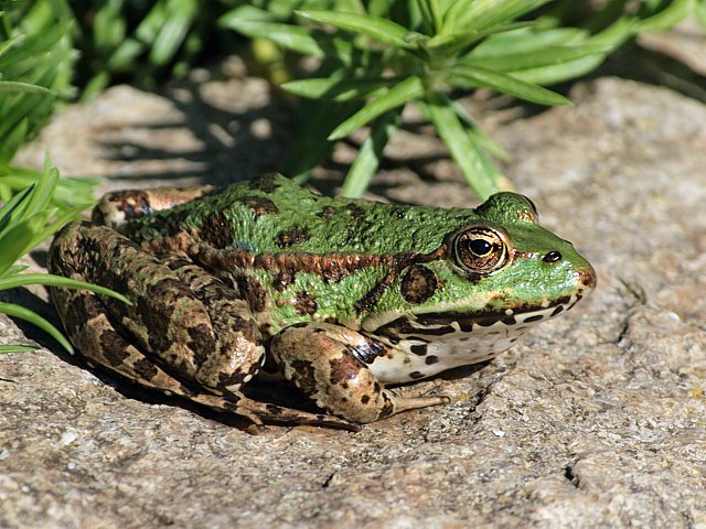 Grenouille rieuse, rana ridibunda