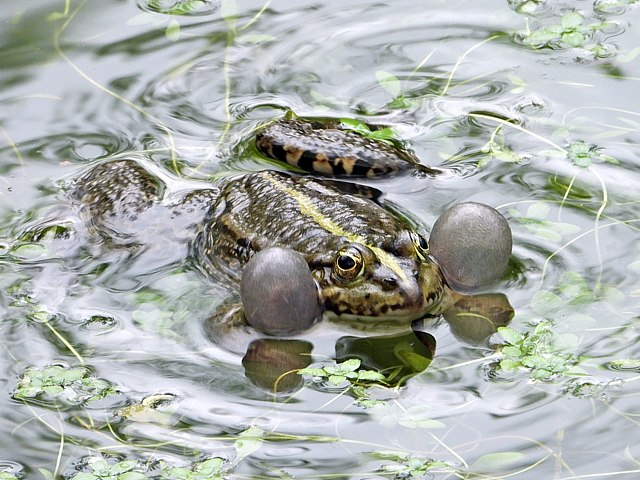 Grenouille rieuse - rana ridibunda