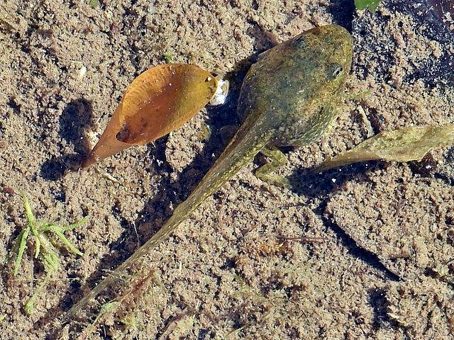 Grenouille rieuse, rana ridibunda