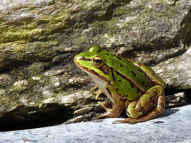 Grenouille rieuse, rana ridibunda