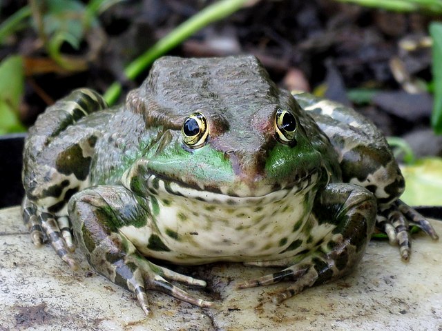 Tête de grenouille rieuse