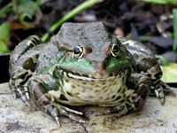 Tête de grenouille rieuse