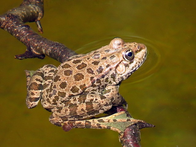 Grenouille rieuse femelle