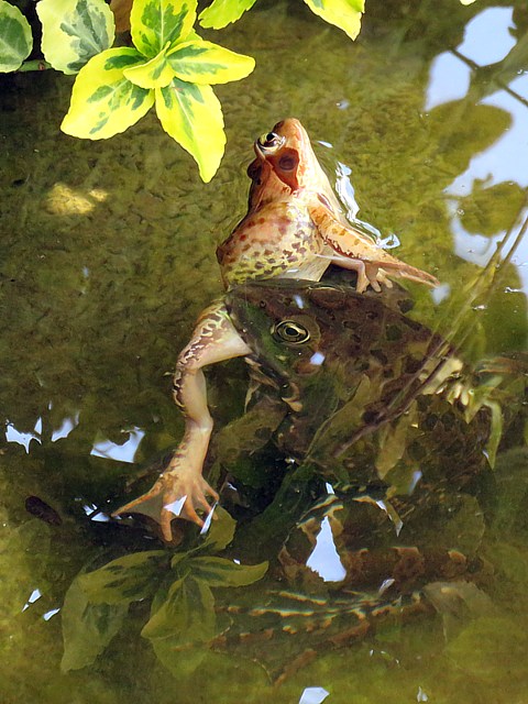 Repas de grenouille rieuse