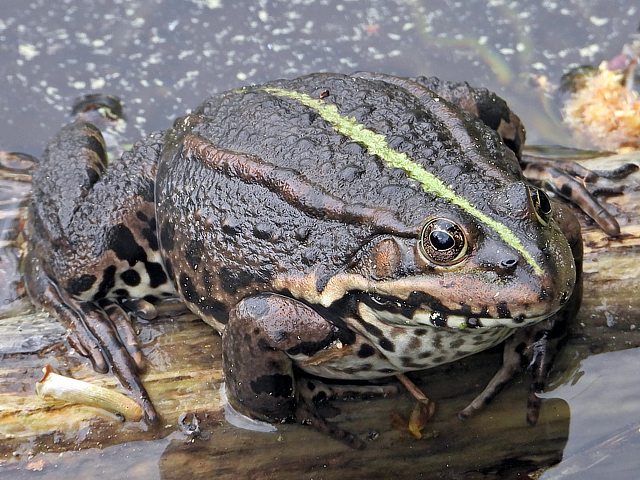 Grenouille qui voulait être aussi grosse que le boeuf