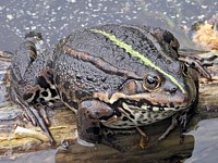 Voulant être aussi grosse que le boeuf