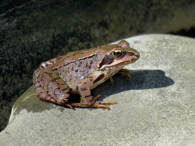 Grenouille rousse - rana temporaria