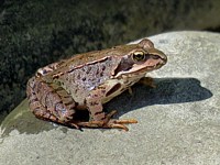 Grenouille rousse, rana temporaria