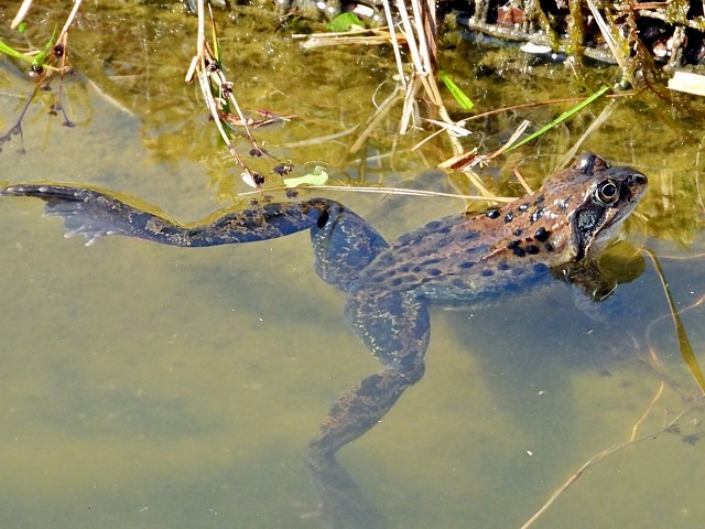 Accouplement de grenouilles rousses