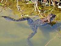 Grenouille rousse, rana temporaria