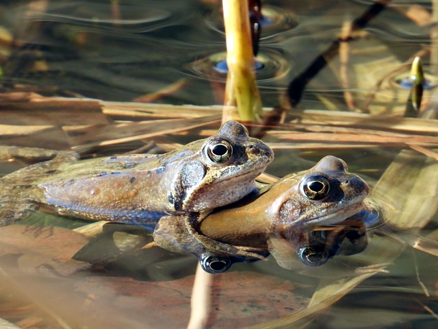 Accouplement de grenouilles rousses