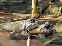 Accouplement de grenouilles rousses